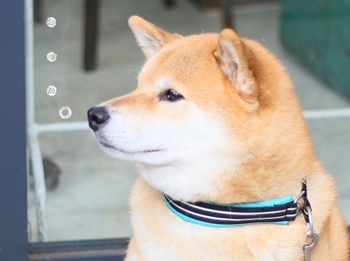 考え込むまるちゃん