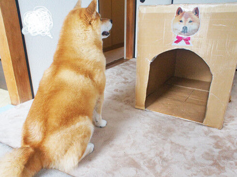 ボロボロのダンボールのおうちを見つめるまるちゃん