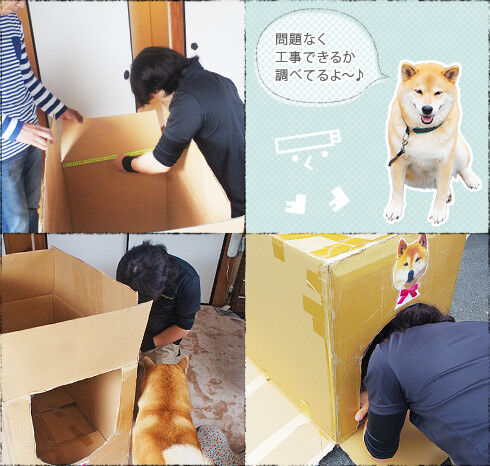 まるちゃんのダンボールのおうちを問題なく工事できるか調べているリフォーム職人