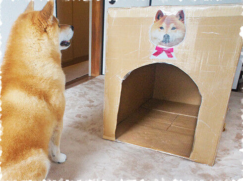 ボロボロのダンボールのおうちを見つめるまるちゃん