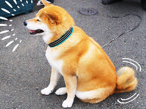 喜ぶまるちゃん