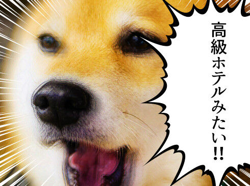 「高級ホテルみたい!」と驚愕するまるちゃん