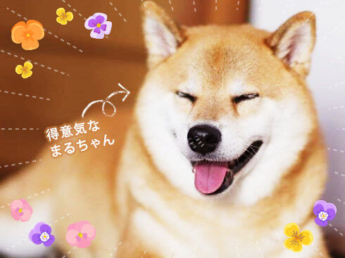 得意気なまるちゃん