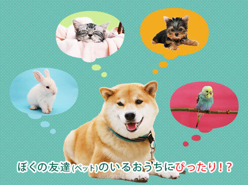 ぼくの友達(うさぎ、猫、犬、鳥などのペット)がいるお家にぴったり!?と考えるまるちゃん