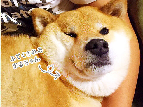 ふてくされるまるちゃん