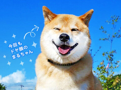 今回もドヤ顔のまるちゃん