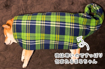 夜は寒いので毛布にすっぽり包まれるまるちゃん