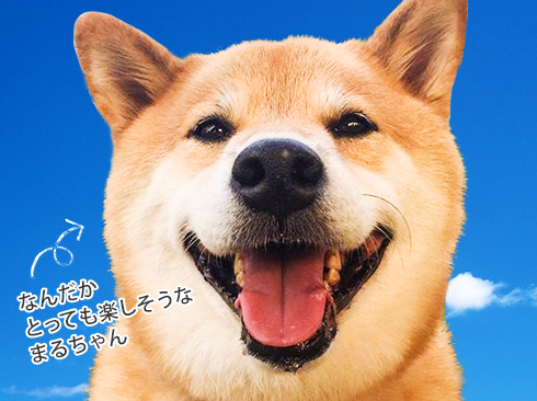 なんだかとっても楽しそうなまるちゃん