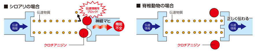 シロアリの場合 脊椎動物の場合