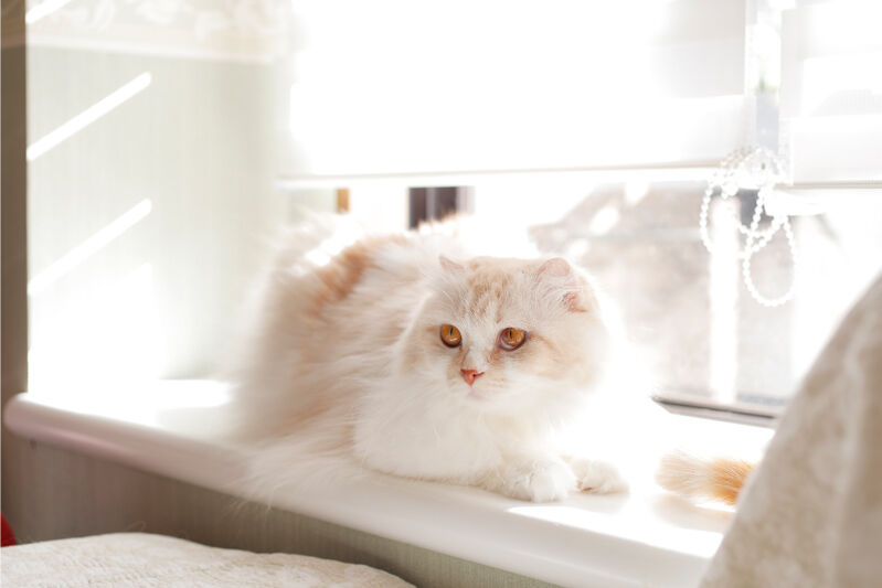 窓辺に座る猫のイメージ
