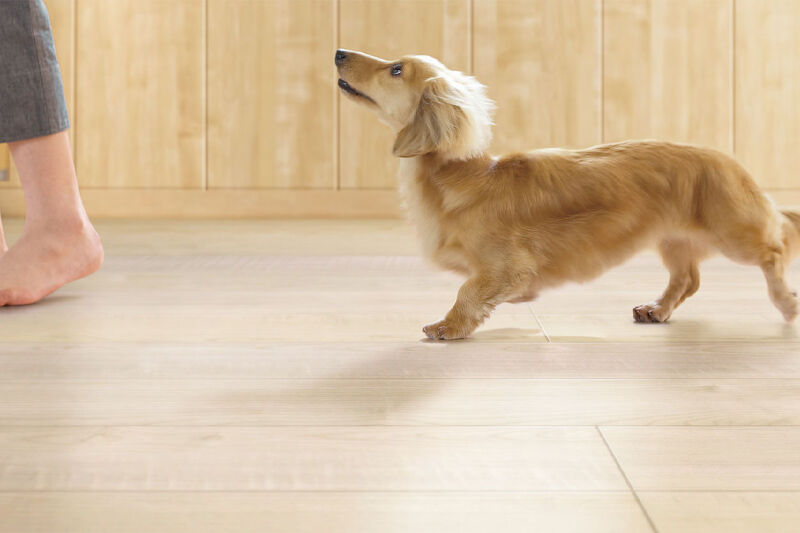 室内を歩く小型犬のイメージ