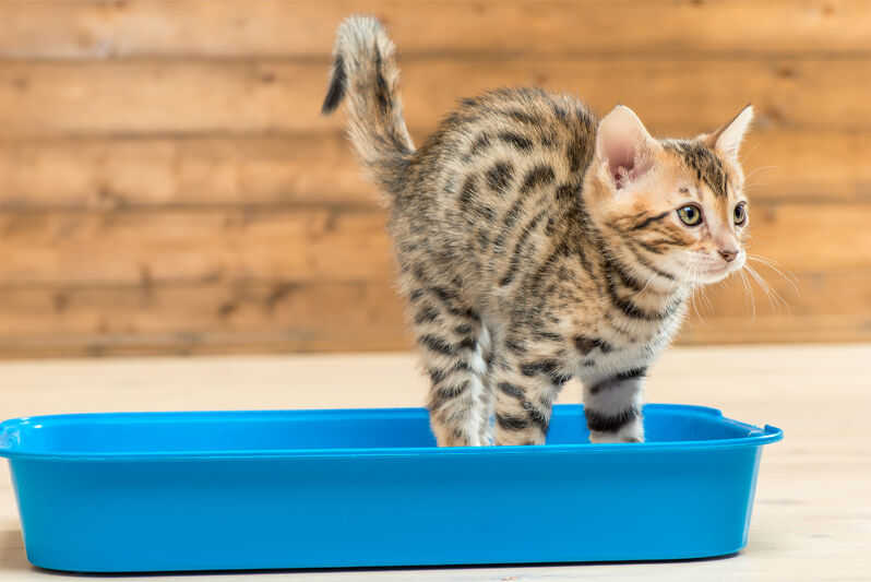 室内でトイレをする猫のイメージ
